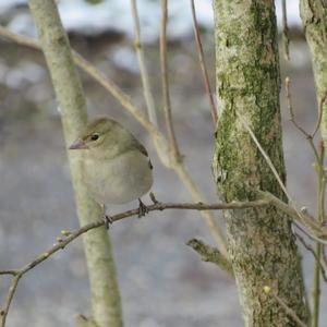 Eurasian Chaffinch