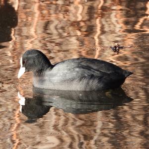 Common Coot