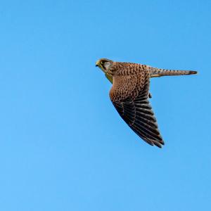 Common Kestrel