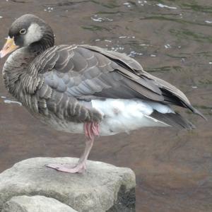 Greylag Goose