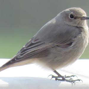 Black Redstart