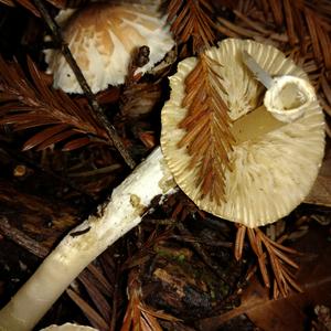 Lepiota magnispora