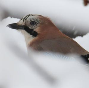 Eurasian Jay