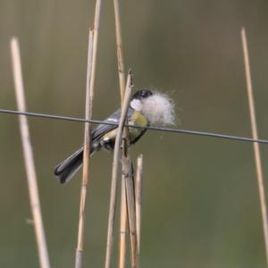 Great Tit