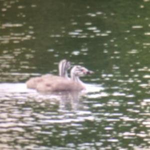 Great Crested Grebe