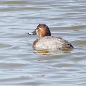 Common Pochard