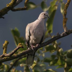 Eurasian Collared-dove