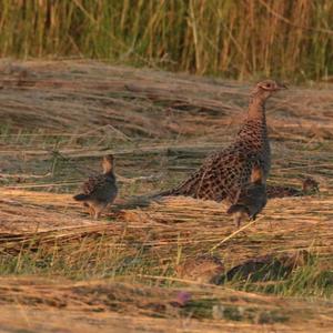 Common Pheasant