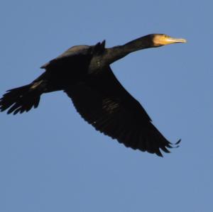 Kormoran