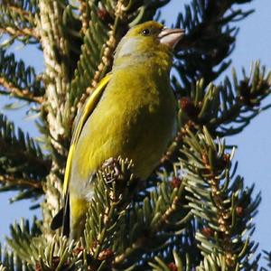 European Greenfinch