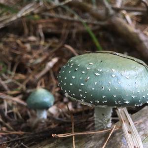 Green Stropharia