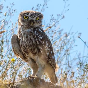 Little Owl