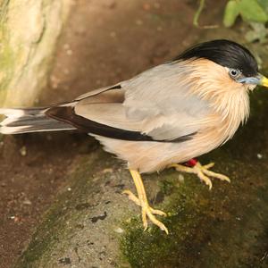 Brahminy Starling