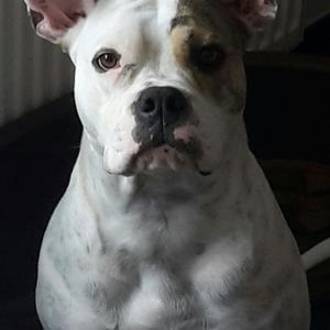 Englische Bulldogge