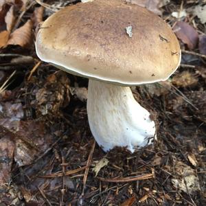 King Bolete