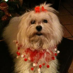 Havanese