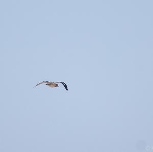 Eurasian Thick-knee