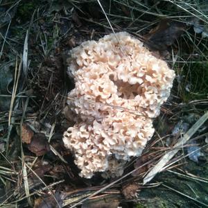 Eastern Cauliflower Mushroom