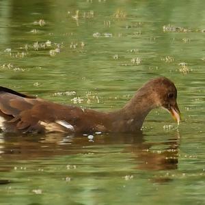 Common Moorhen