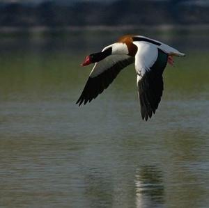 Common Shelduck