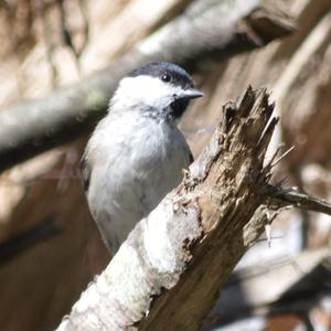 Willow Tit