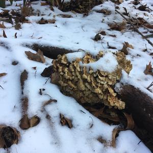 Turkey-tail