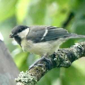 Great Tit