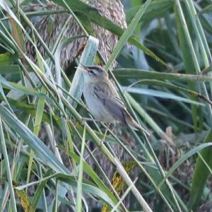 Sedge Warbler