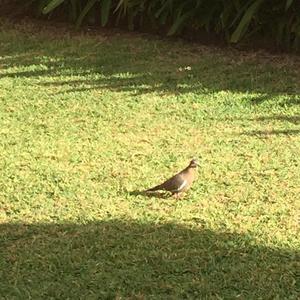 White-winged Dove