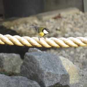 Great Tit