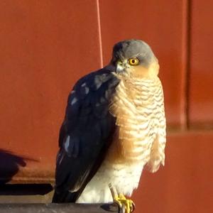 Eurasian Sparrowhawk