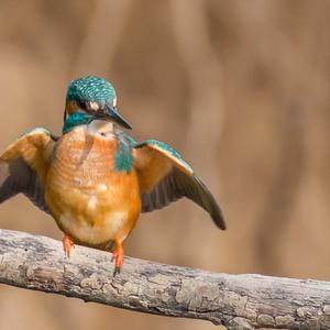 Eisvogel