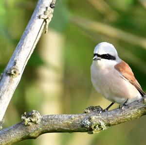 Red-backed Shrike