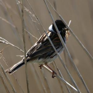 Reed Bunting