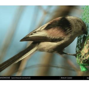 Long-tailed Tit