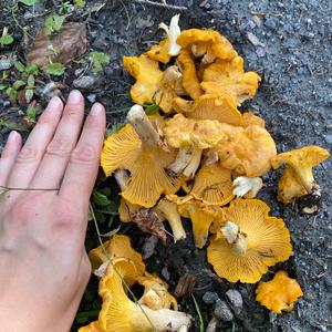 Chanterelle, Common