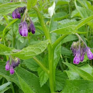 Comfrey (Common)