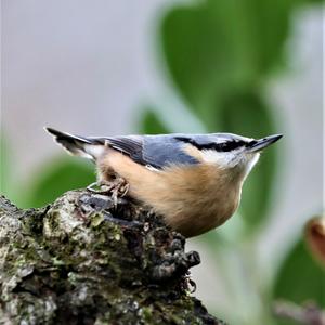 Wood Nuthatch