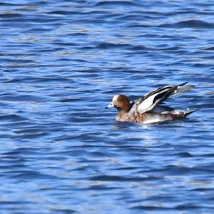 Eurasian Wigeon