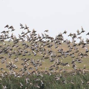 Eurasian Golden Plover