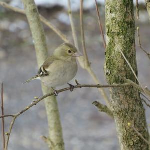 Eurasian Chaffinch