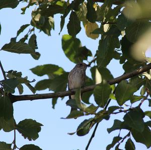 Spotted Flycatcher