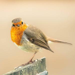 European Robin