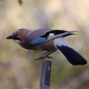 Eurasian Jay