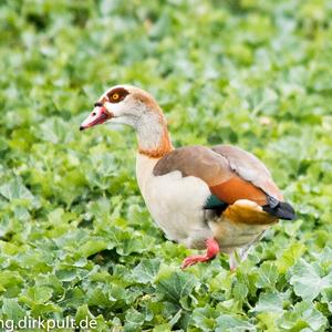 Egyptian Goose