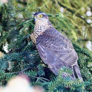 Northern Goshawk