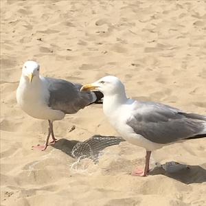 Herring Gull