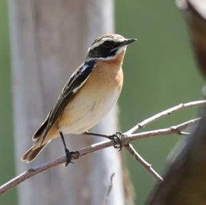 Whinchat