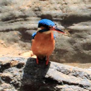 Malachite Kingfisher