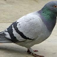 Rock Pigeon